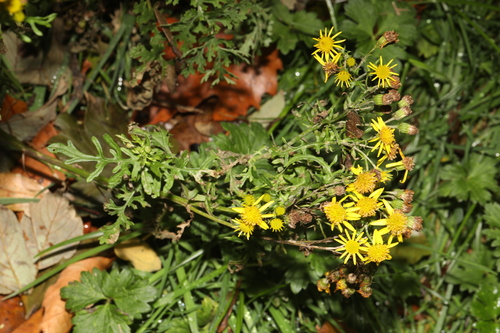 Jacobaea vulgaris observed 2026-10-28