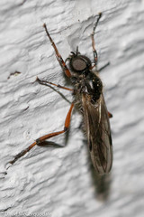 Bibio xanthopus