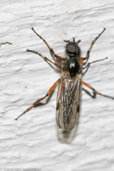 Bibio xanthopus