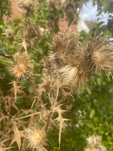 Cirsium vulgare observed 2026-10-28