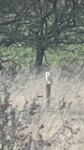 Tyto alba photograph by the iNaturalist community