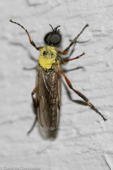 Bibio xanthopus