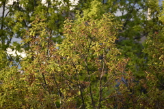 Quercus robur