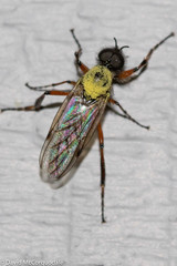 Bibio xanthopus