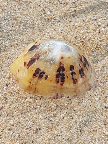 Patella observed 2026-10-28