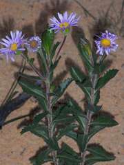 Olearia rudis