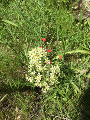 Toxicoscordion venenosum