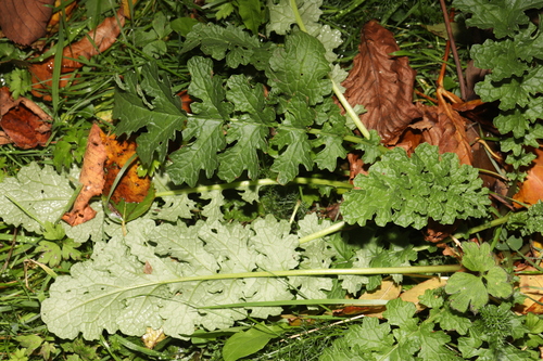 Jacobaea vulgaris observed 2026-10-28