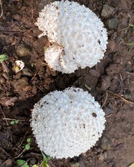 Amanita