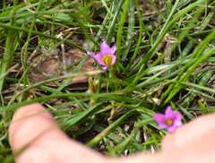Romulea rosea australis