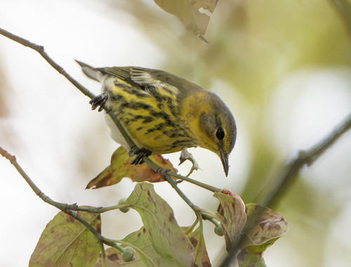 Setophaga tigrina observed 2026-10-28
