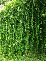 Tarlmounia elliptica