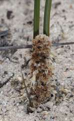 Lomandra juncea