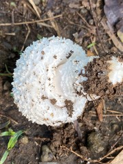 Amanita