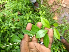 Tarlmounia elliptica