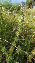 Stachys ocymastrum