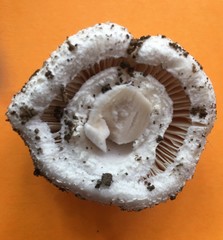 Amanita