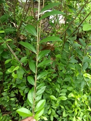 Tarlmounia elliptica