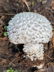 Amanita