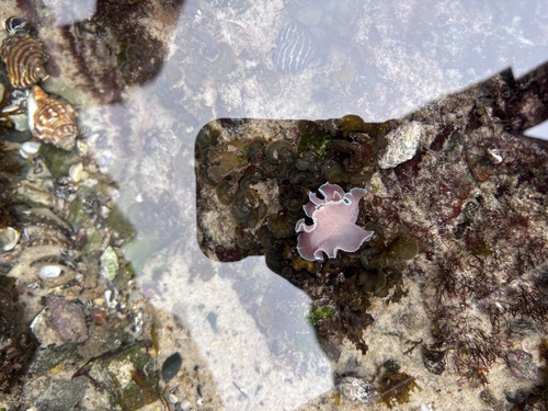 Hydatina physis observed 2026-10-28