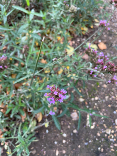 Verbena bonariensis observed 2026-10-28