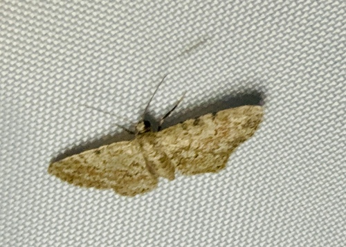 Tephrosia observed 2026-10-27