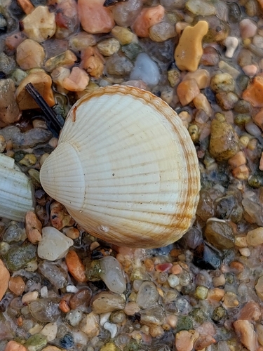 Cardium observed 2026-10-28