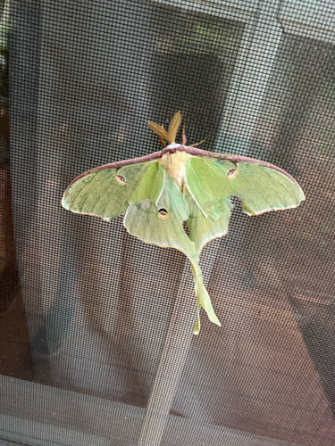 Actias luna photograph by the iNaturalist community