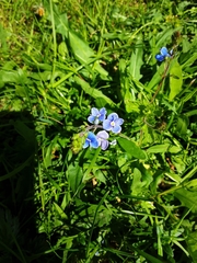 Veronica chamaedrys