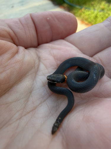 Diadophis punctatus observed 2026-10-28