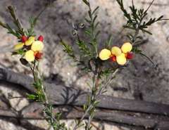 Dillwynia hispida