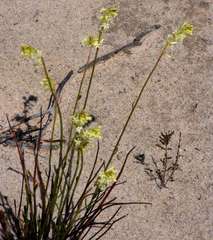 Stackhousia aspericocca