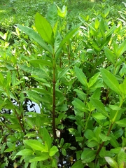 Hygrophila ringens