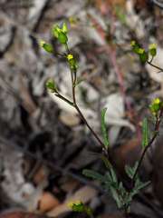 Senecio glossanthus