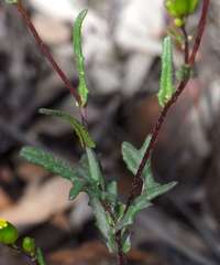 Senecio glossanthus