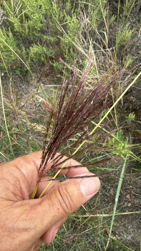 Bothriochloa bladhii observed 2026-10-28