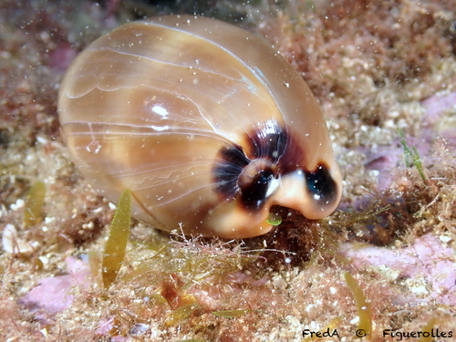 Cypraea lurida observed 2026-10-27