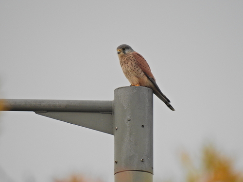 Falco tinnunculus observed 2026-10-28