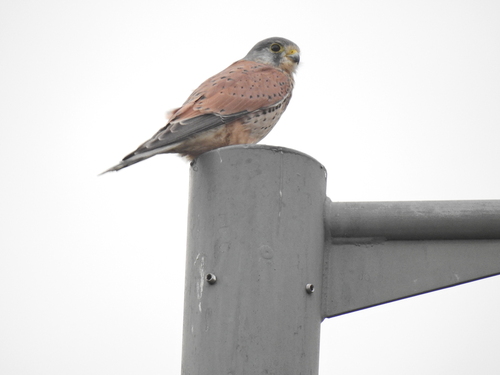 Falco tinnunculus observed 2026-10-28