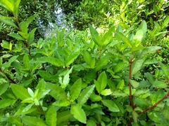 Hygrophila ringens
