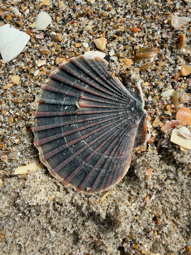 Pecten observed 2026-10-29