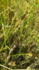 Brachypodium distachyon