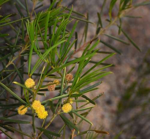 Image of Acacia euthycarpa by (c) Russell Best, some rights reserved (CC BY)