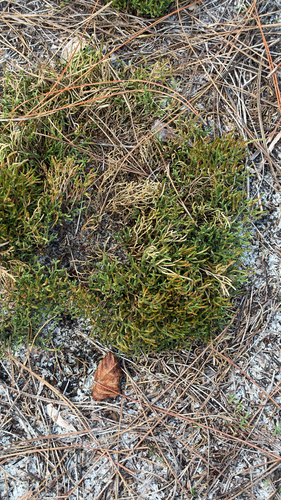 Selaginella observed 2026-10-28
