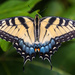 Papilio glaucus - Photo (c) Don Sniegowski, μερικά δικαιώματα διατηρούνται (CC BY-NC-SA)