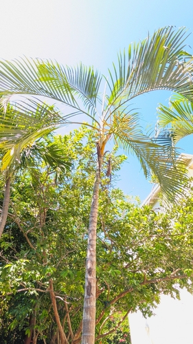 Dypsis lutescens observed 2026-10-28