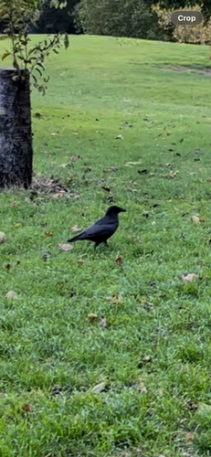 Corvus observed 2026-10-28