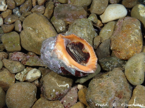 Stramonita haemastoma observed 2026-10-27
