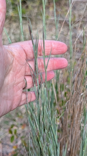 Schizachyrium scoparium observed 2026-10-28