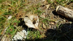 Apis mellifera